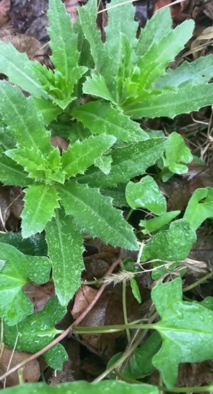 小时候常吃的野菜,越嫩越好吃,我们这叫刺菜,大概是因为它长满刺的