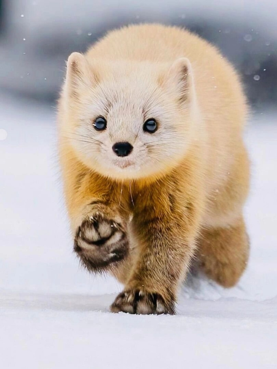 每天认识一种神奇动物 紫貂	  00紫貂,学名martes zibellina,是食肉