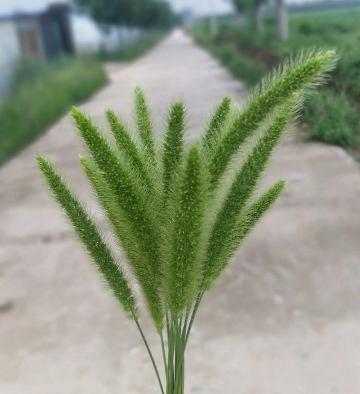 【"狗尾巴草"其实是个宝,用它煮水喝,或能帮助解决这3个问题!