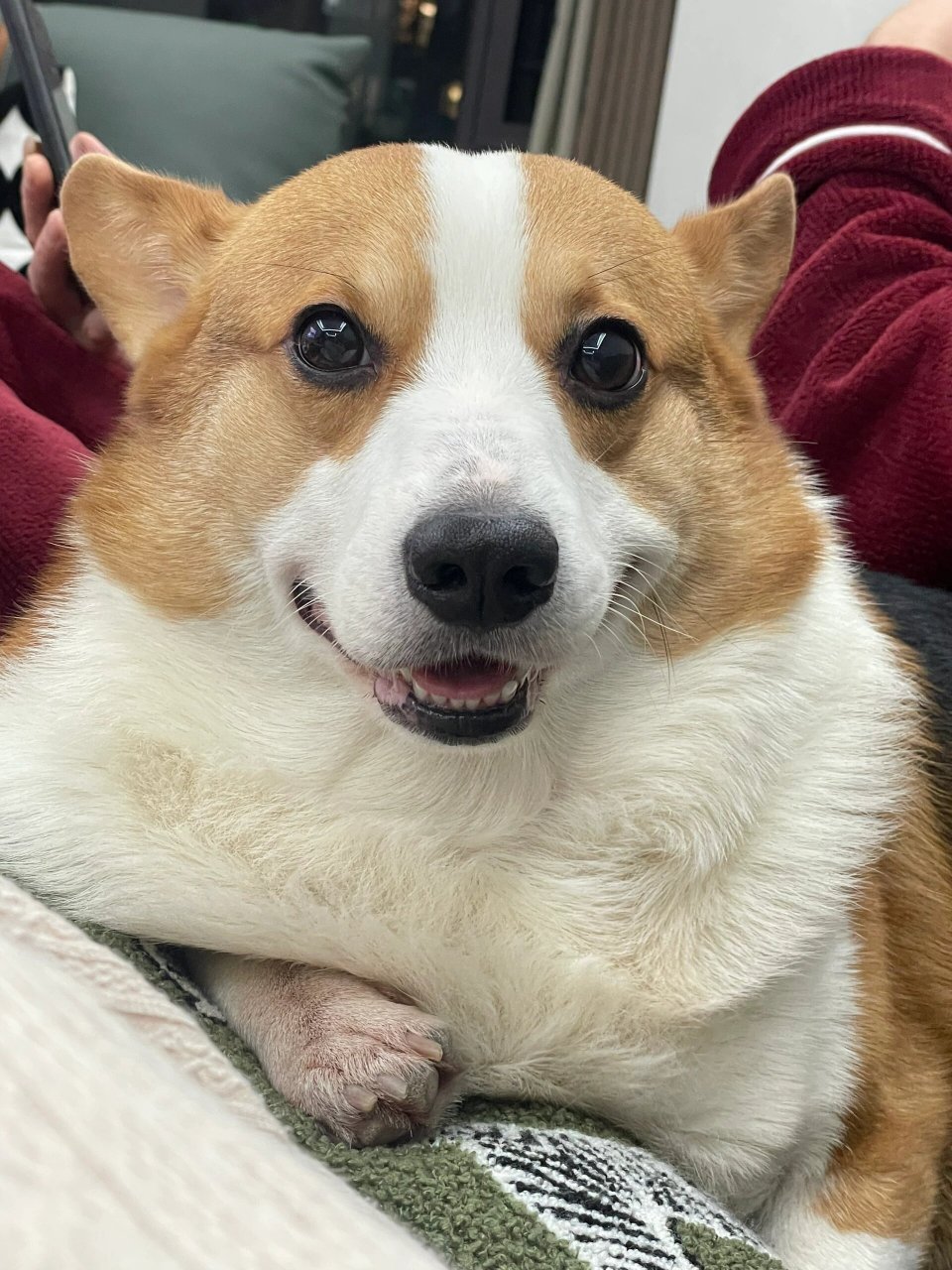 谄媚的大狗头  我家的宝真的太懂怎么拿捏我了04!