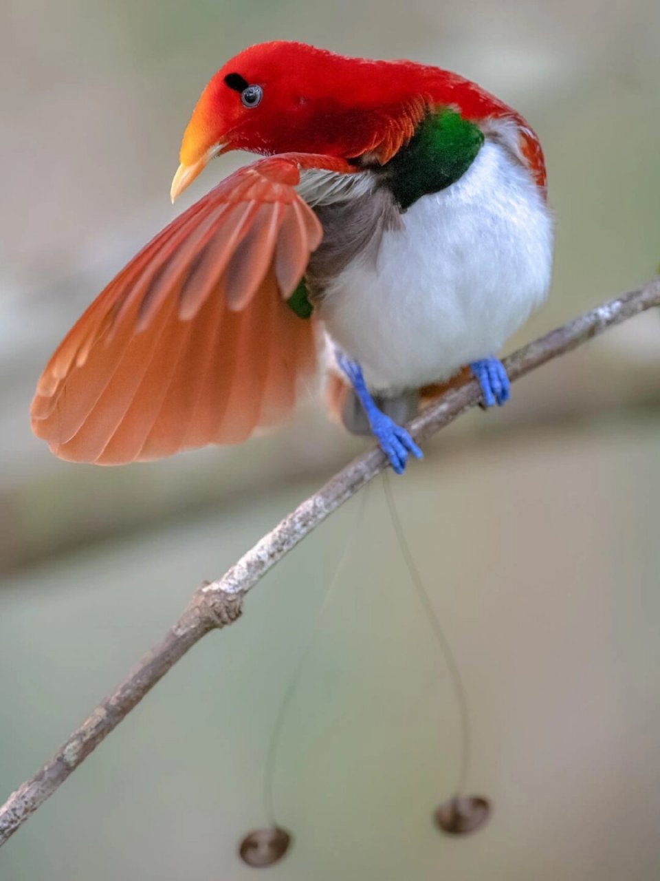 每天看看小动物 王极乐鸟	  92 在极乐鸟家族中,小巧玲珑的王极乐鸟