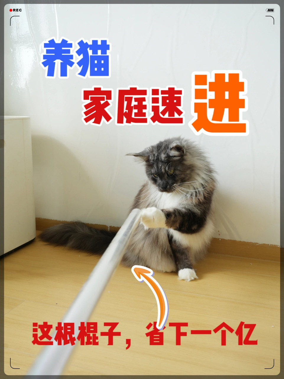 后悔啊!想养猫,又怕弄脏家里的请进!