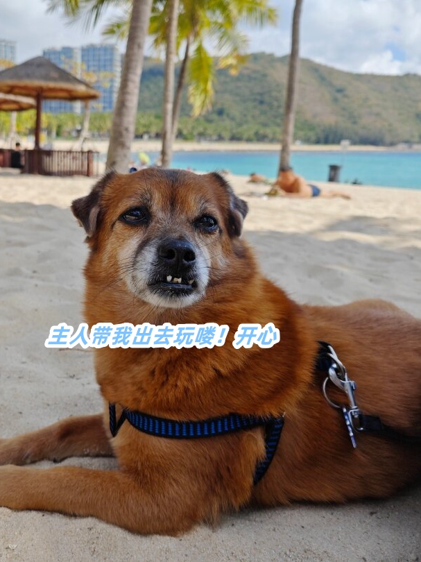 因为它知道主人会带它去探索新奇的世界,一起度过美好的