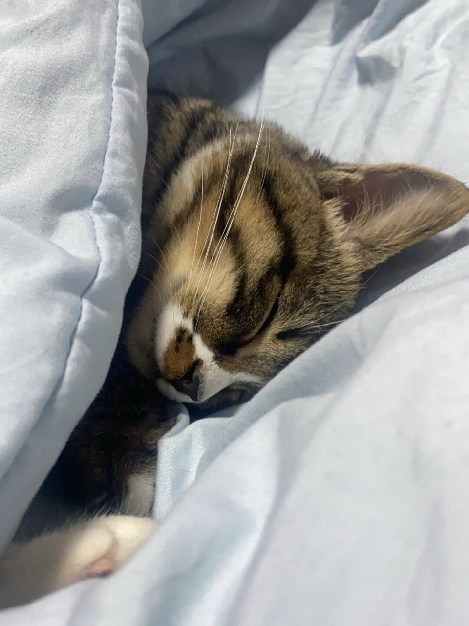 困困猫猫头  每次看到我家狸花猫睡觉,我都忍不住想偷拍几张照片!