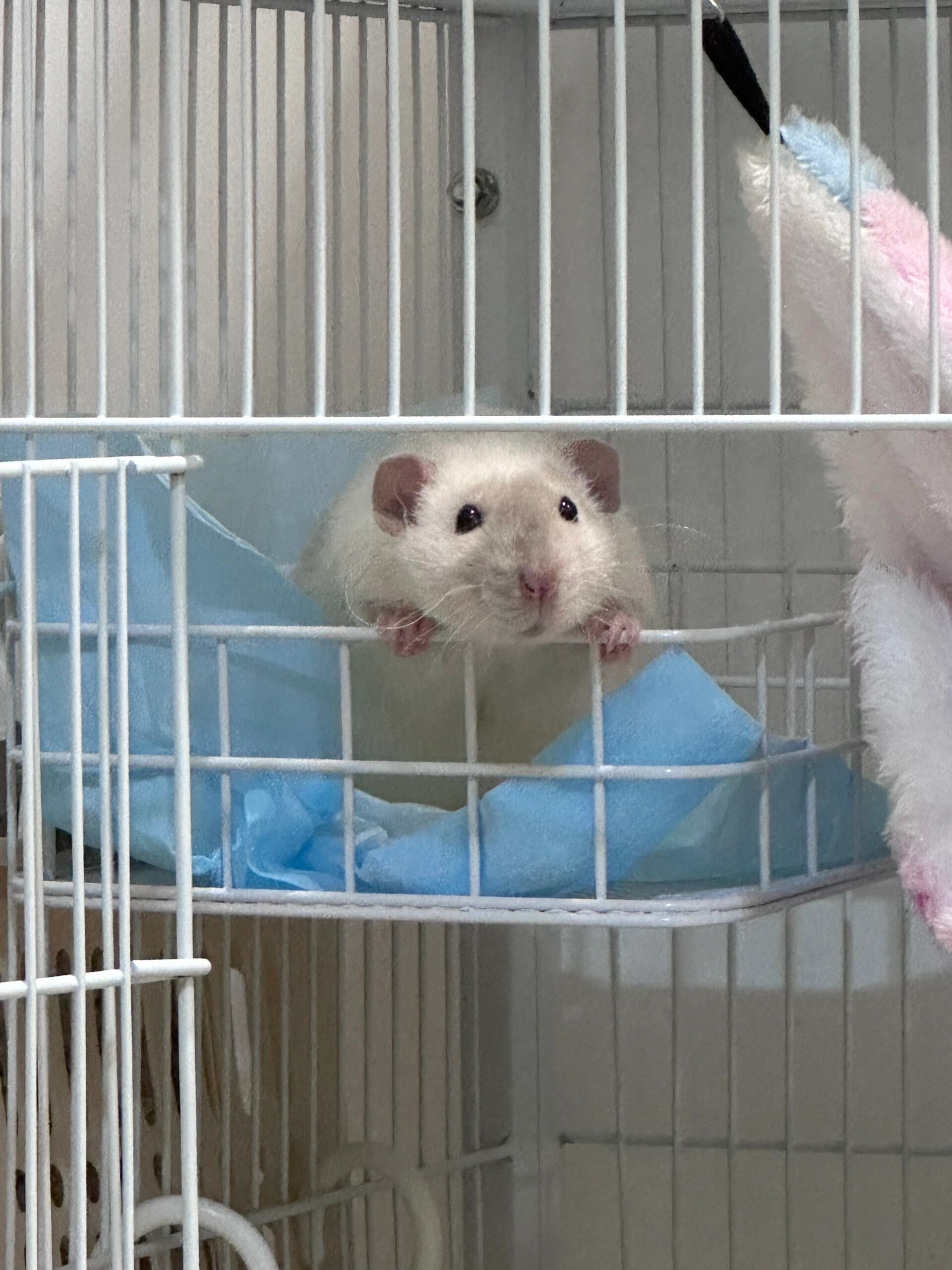 今天我要和你们分享我和我家花枝鼠的故事