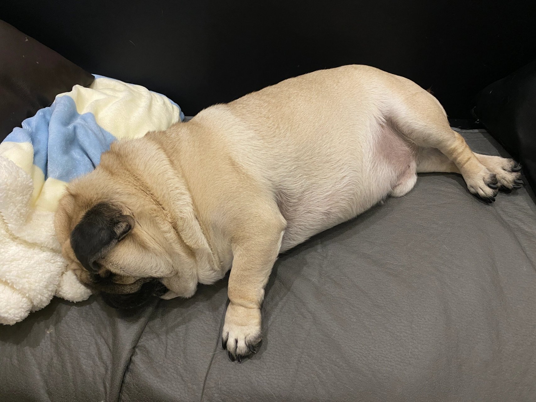 睡觉的时候最可爱  98我家的巴哥犬睡觉的时候,是它最可爱的时候