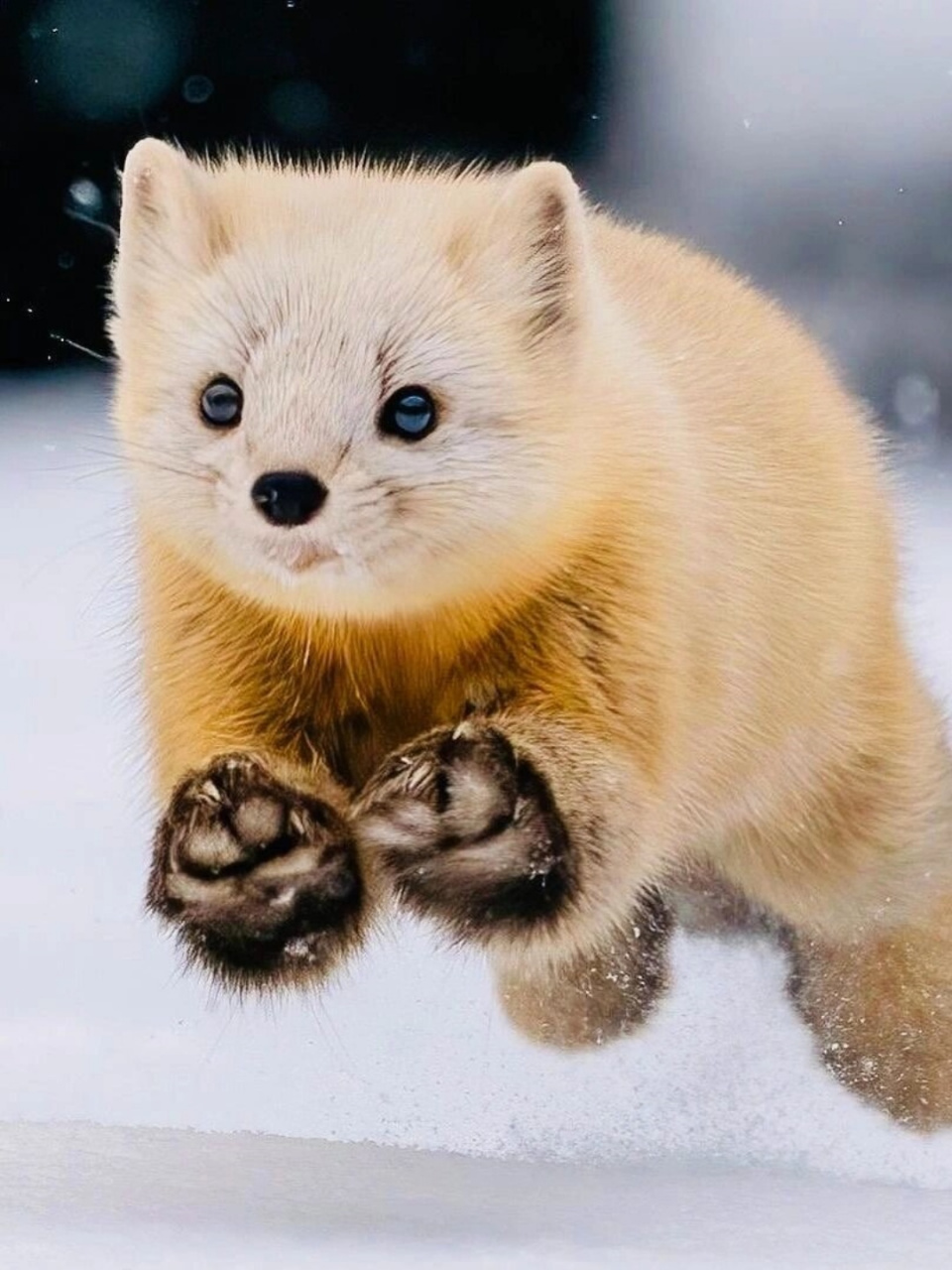 每天认识一种神奇动物 紫貂	  00紫貂,学名martes zibellina,是食肉