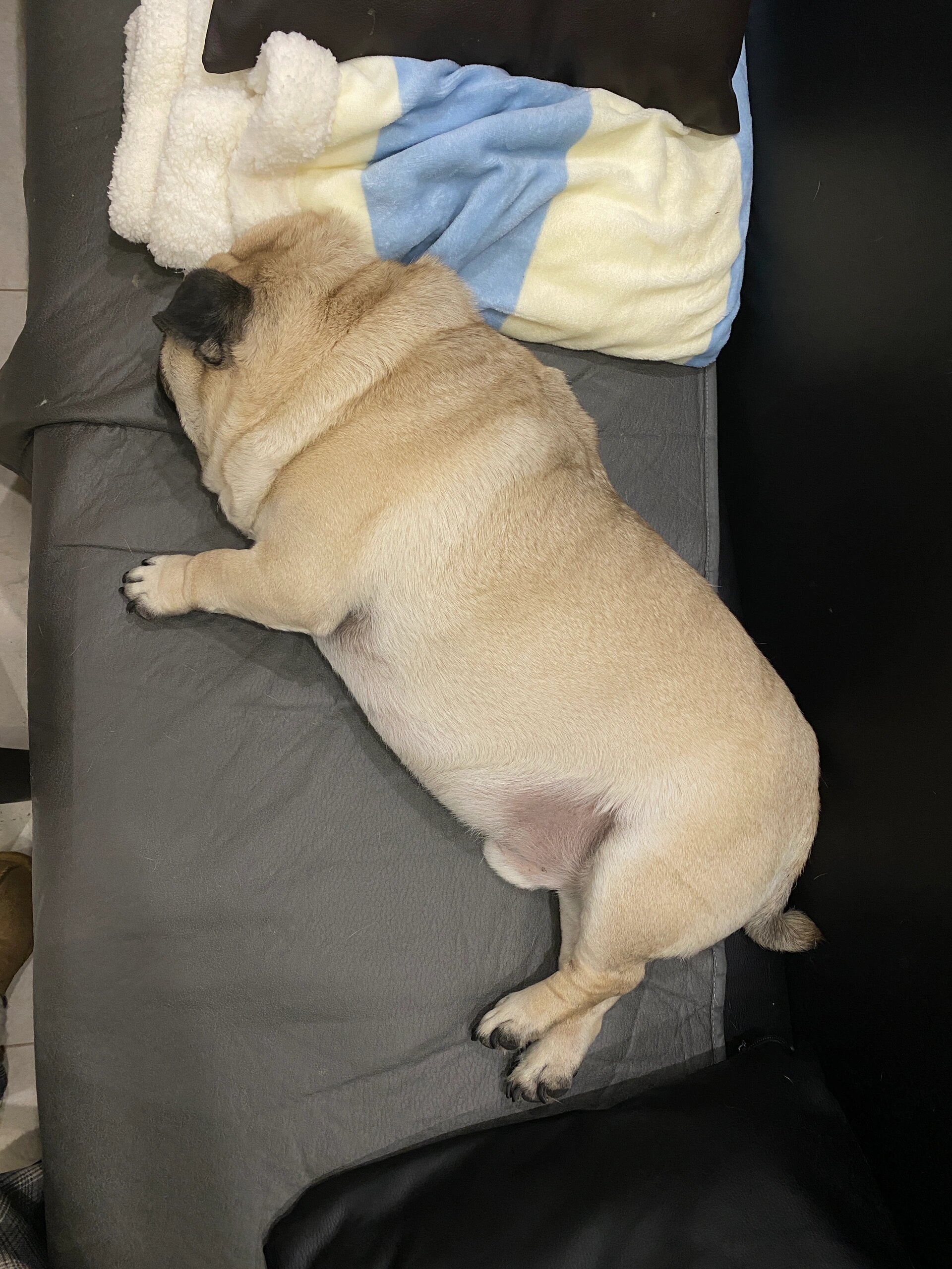 我家的巴哥犬睡觉的时候,是它最可爱的时候