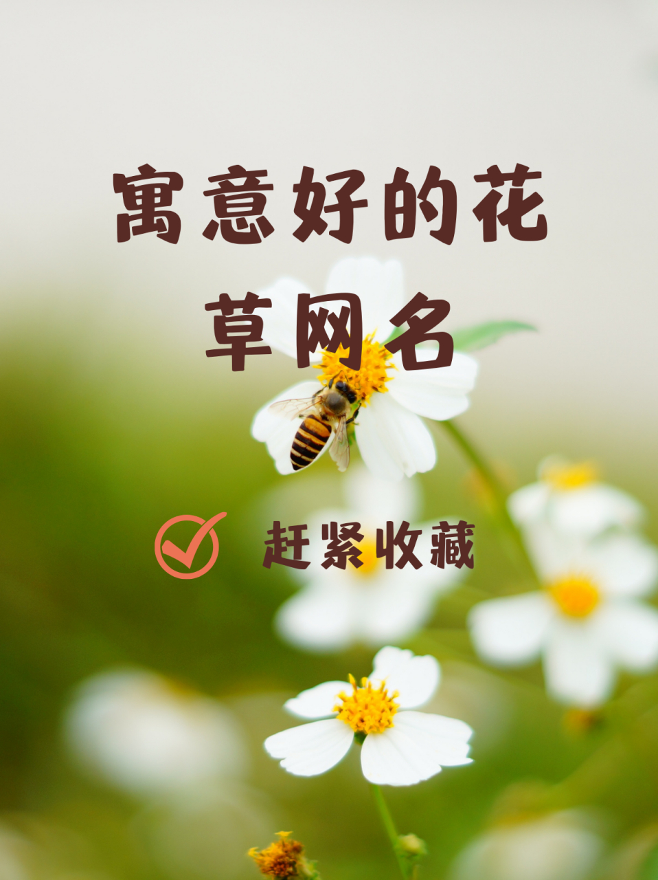 向日葵创意名字网名图片