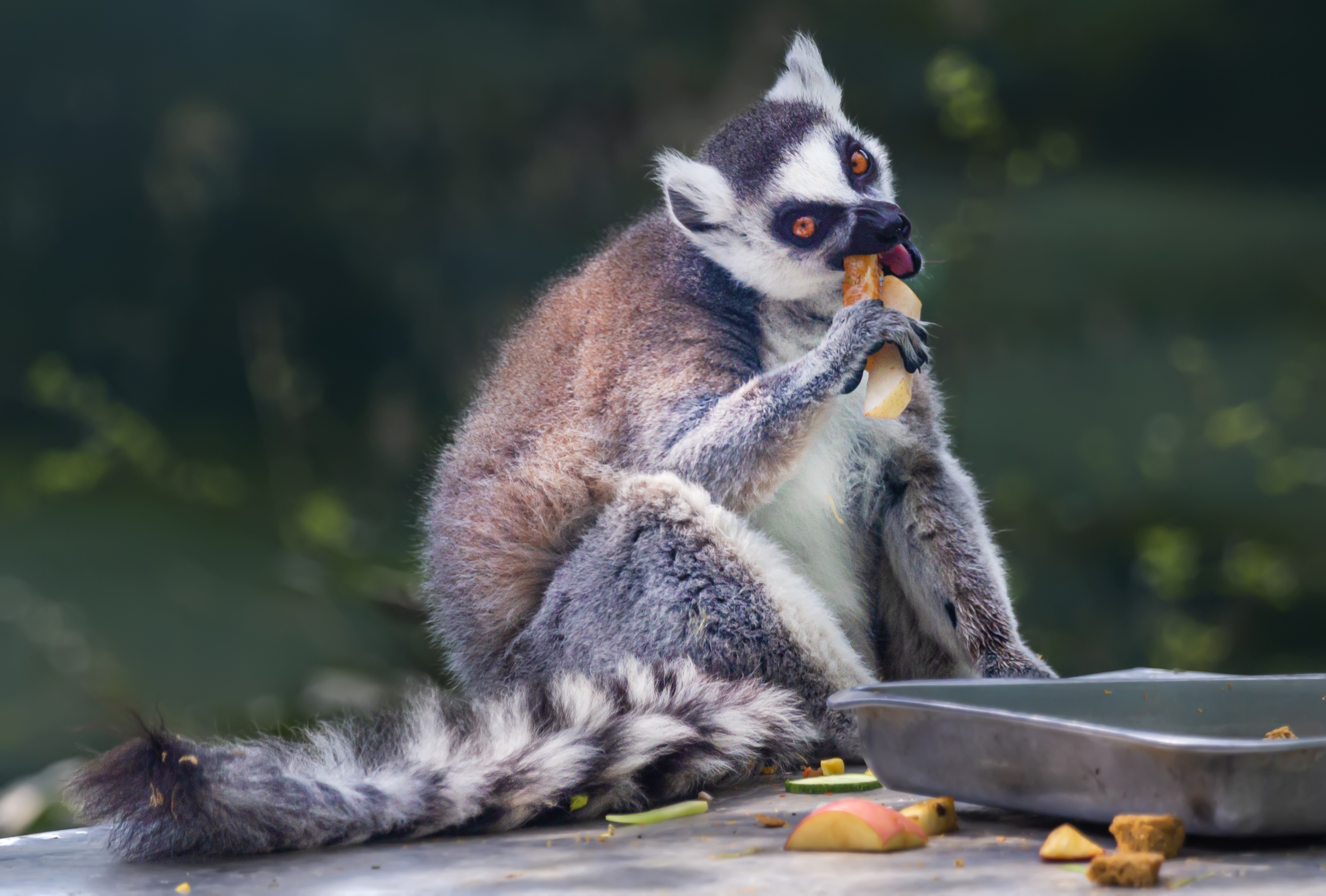 环尾狐猴# 成都动物园狐猴馆里的这群环尾狐猴来自美丽的非洲
