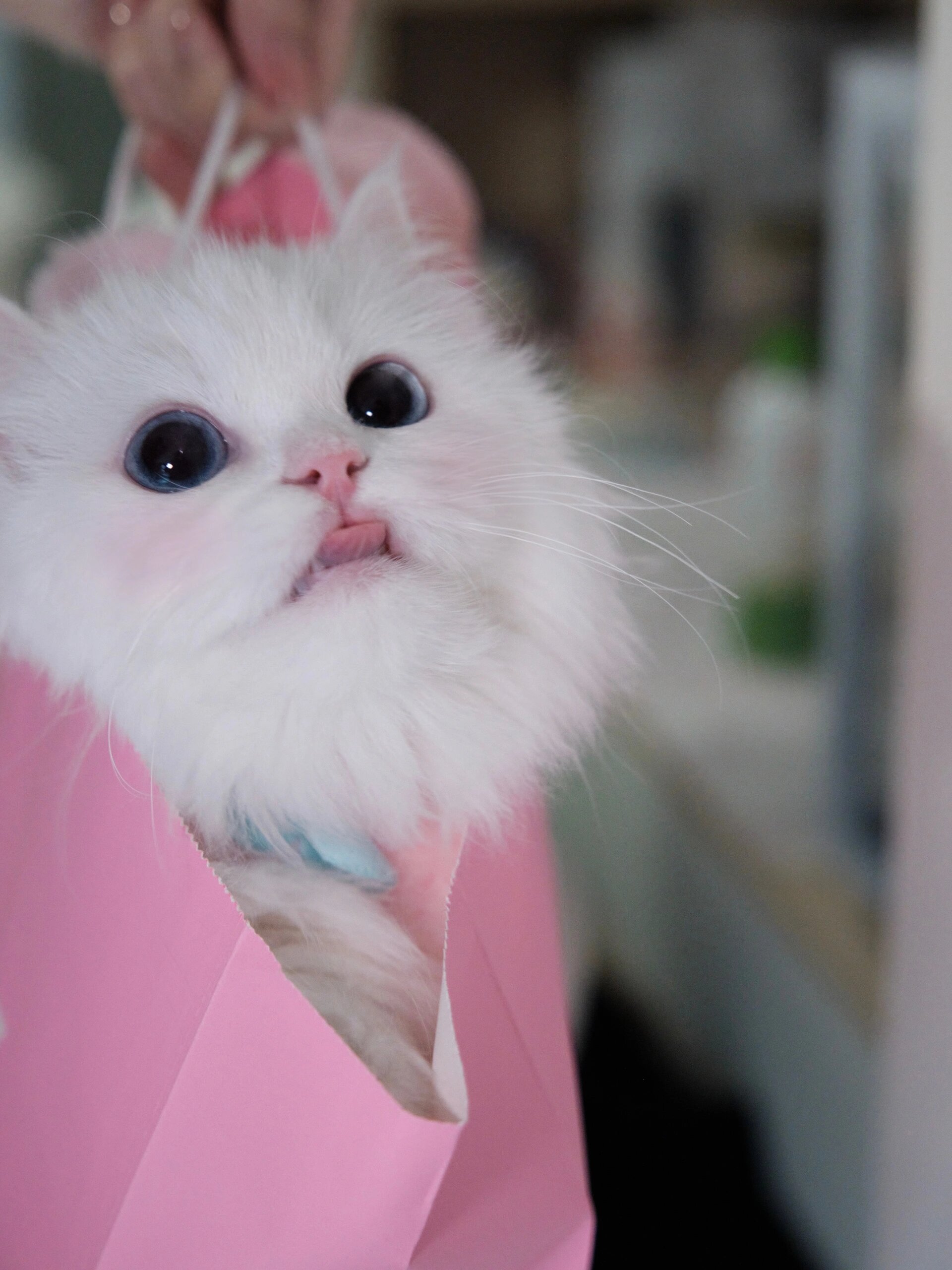 我的袋子真的长出了一个猫猫头!