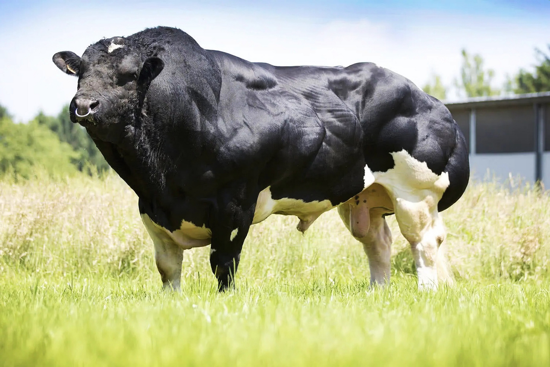 比利时蓝牛:力与美的完美结合  在众多牛种中,比利时蓝牛以其独特的