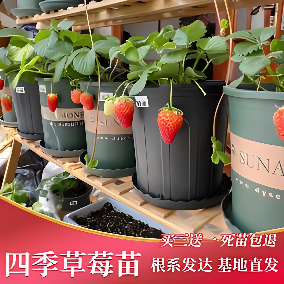 草莓苗:四季阳台室内外,南北方盆栽果树苗,当年结果!
