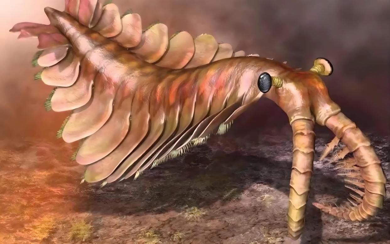 小怪物(皇室欧巴宾海蝎)认亲记