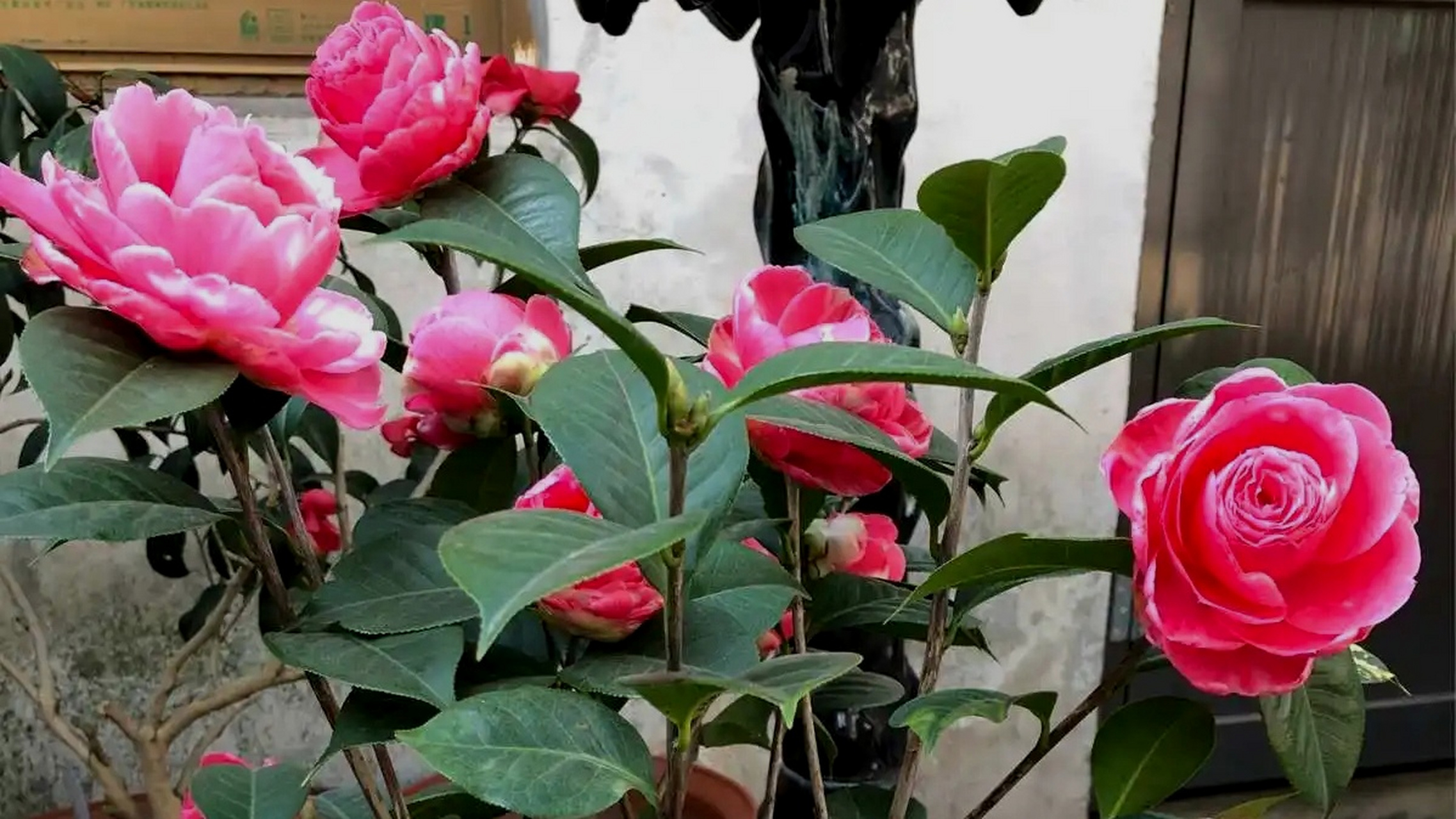 朱砂紫袍茶花,硕大鲜艳的花朵,观赏价值极高!