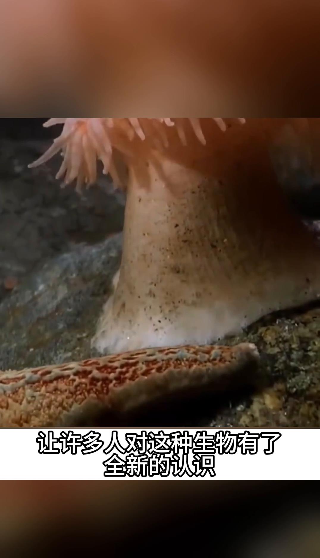 你见过海葵游泳吗竟莫名的有点可爱