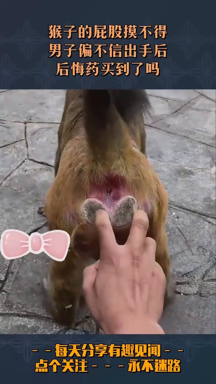 猴子的屁股摸不得男子偏不信出手后后悔药买到了吗