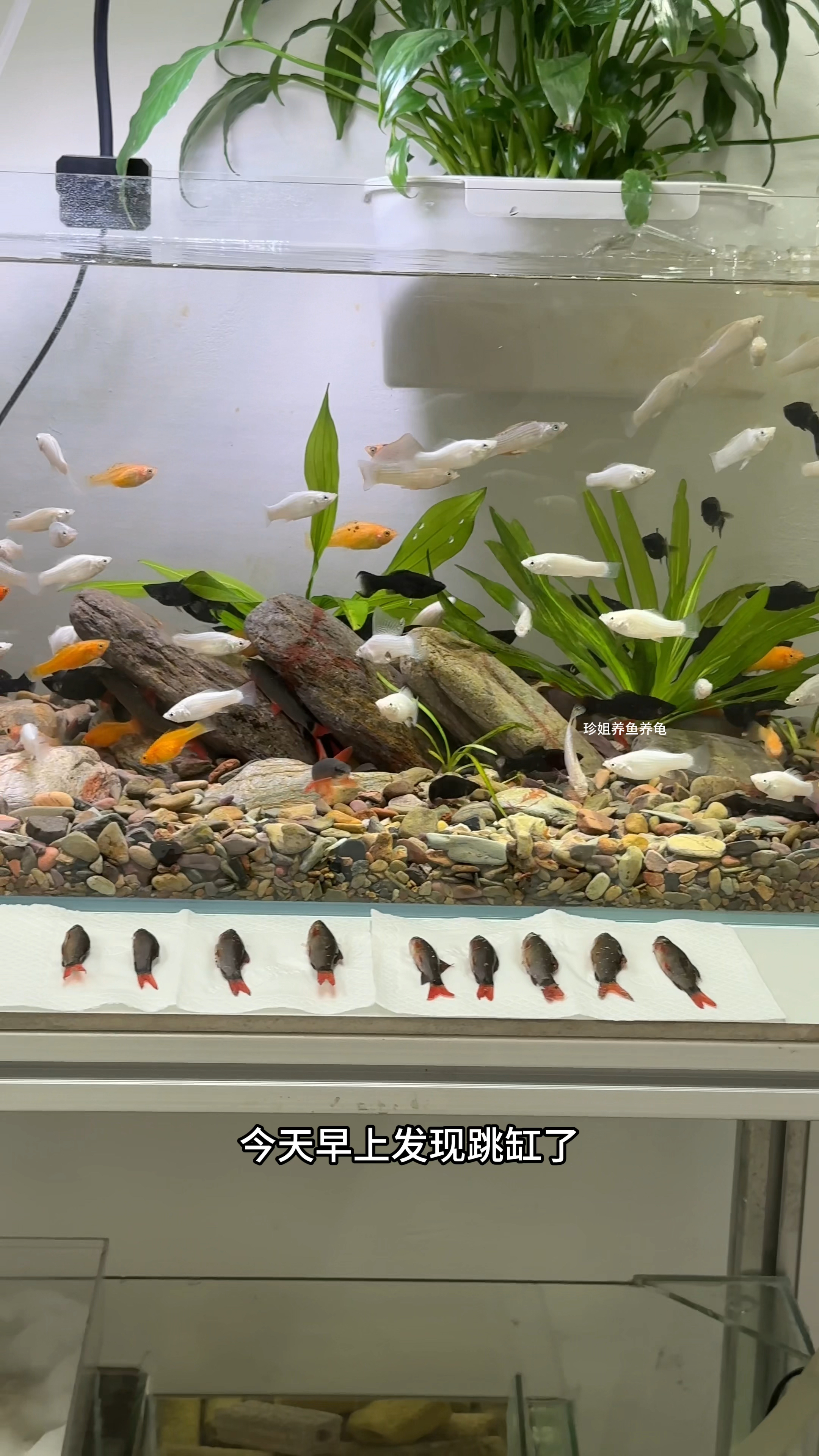 没想到这帮家伙也是跳缸高手#水族 #彩虹鲨 #观赏鱼