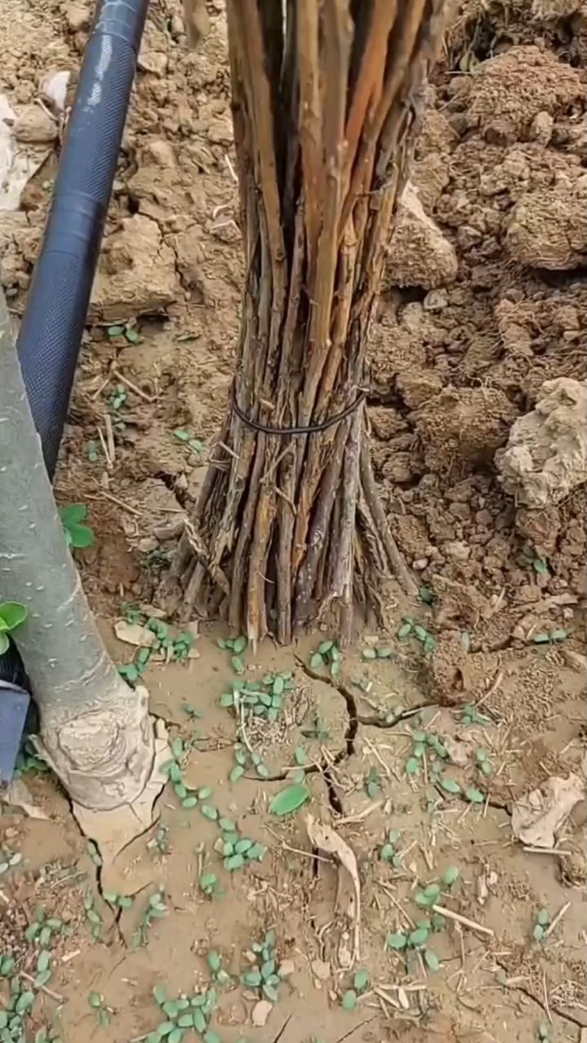 金蝉人工养殖,金蝉幼苗知了猴种子金蝉种卵爬叉苗活体蝉蚁家里只要有