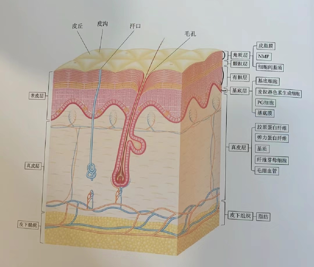 皮肤细胞结构图高清图图片
