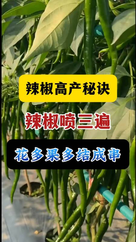 辣椒高产秘诀辣椒喷三遍花多果多结成串