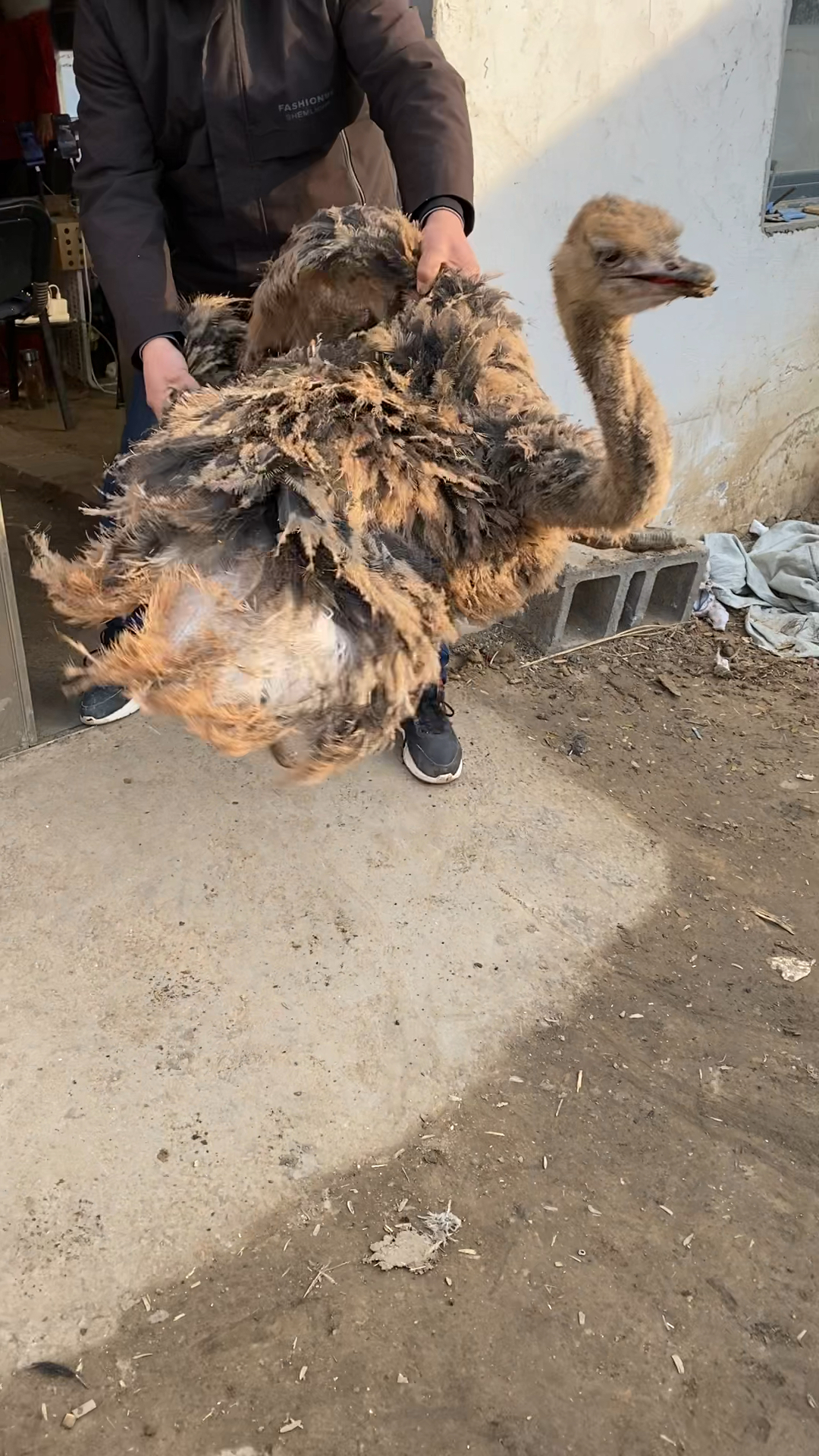 鸵鸟幼苗鸵鸟苗养殖3个多月的鸵鸟-度小视