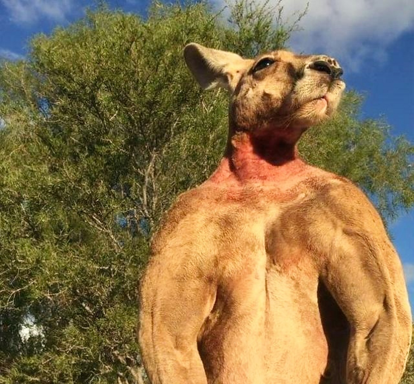 袋鼠以其强健的肌肉线条和活力四溢的姿态,成为了力与美的完美结合