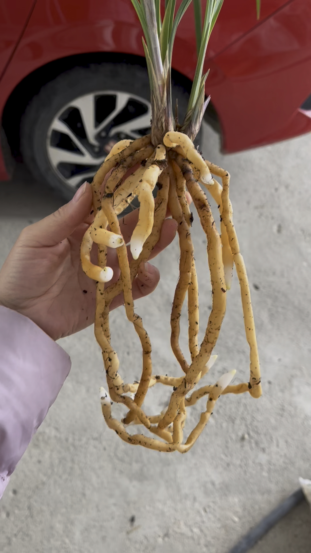 莲瓣兰甸阳红荷根系长得太好了!