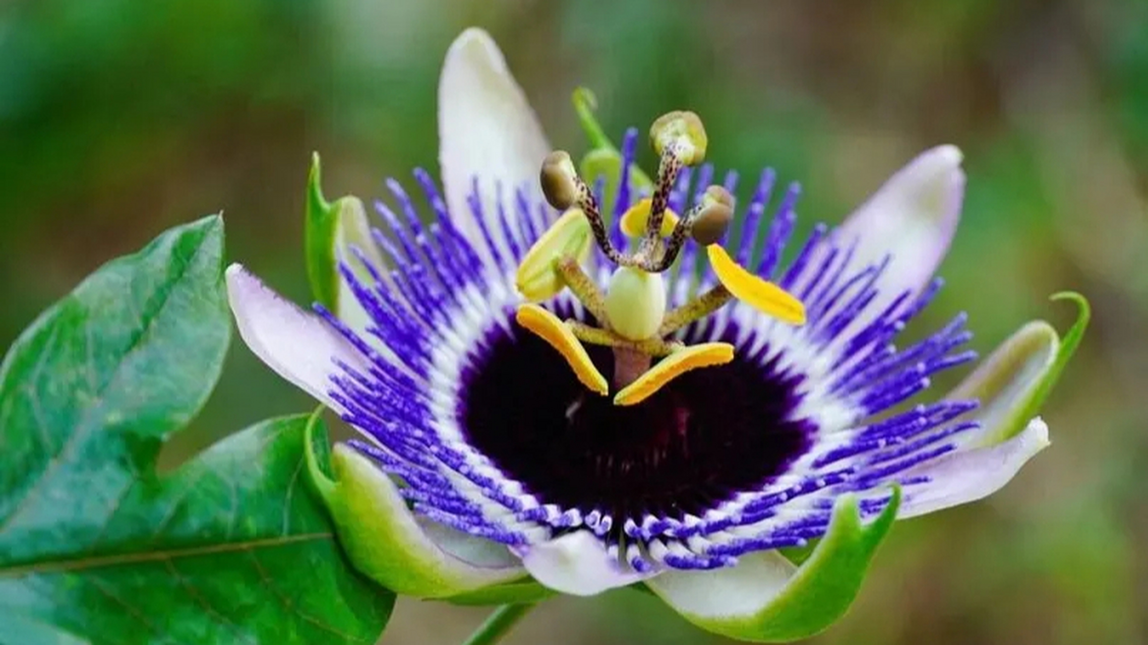 这些令人心悸的花卉各有独特之处:巨型海芋散发出腐肉气味,捕蝇草以