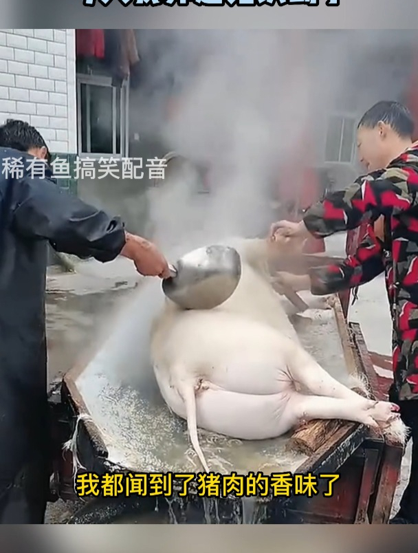 都说死猪不怕开水烫,今天我算是见识到了