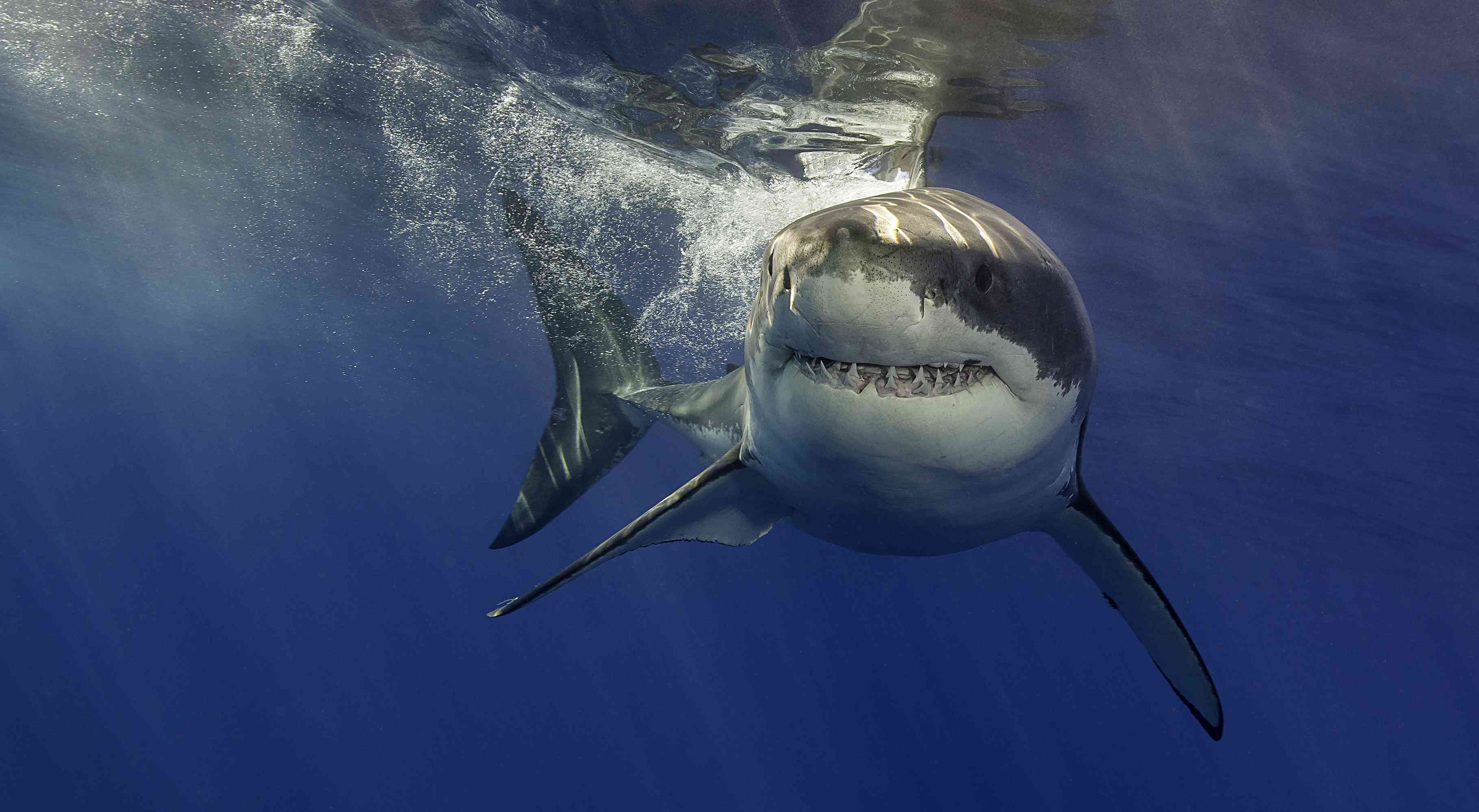 大白鲨虽猛,却并非鲨鱼家族的游泳冠军