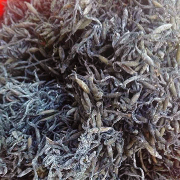 日本人天天吃的"长寿菜",鲜嫩又营养,我国产量大,吃的人却少