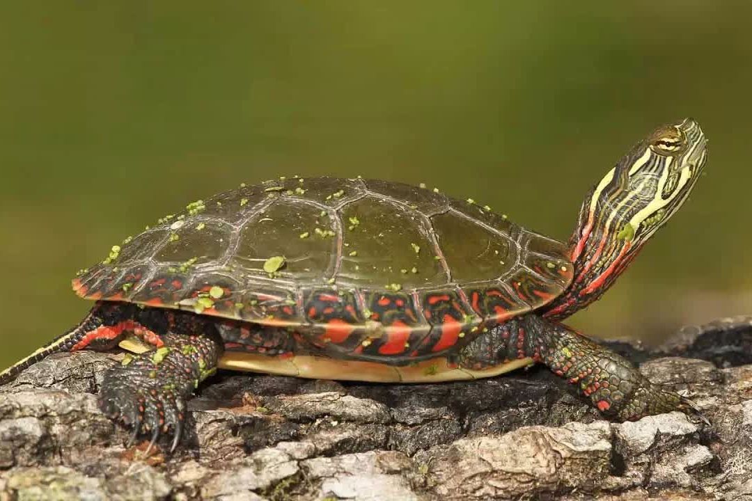 锦龟是一种优雅娇小的爬行动物,属于龟鳖目,龟科,锦龟属.