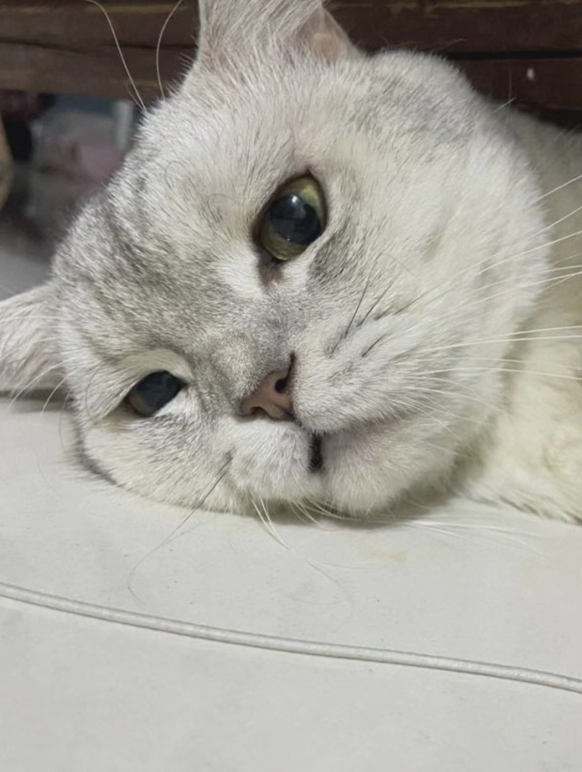 猫咪精神不济且食欲减退的原因