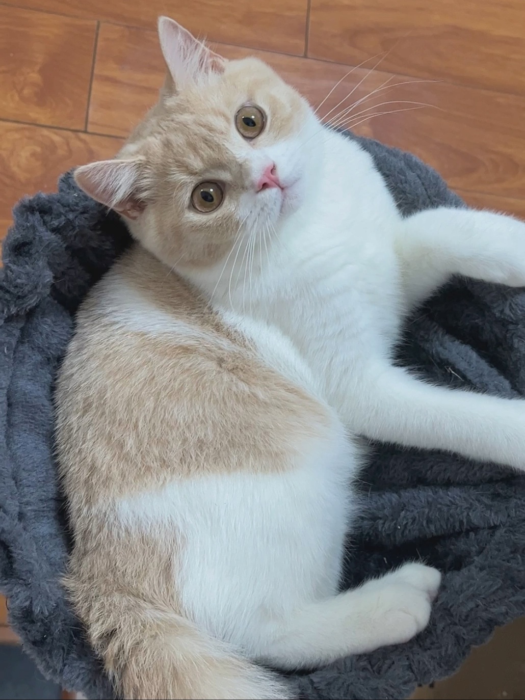 幼猫呼吸急促,腹部起伏大,这是咋回事?如何解决?