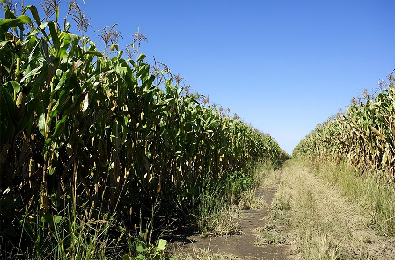 1993年农妇在田地里看到死猪最后竟牵扯出一起连环杀人案
