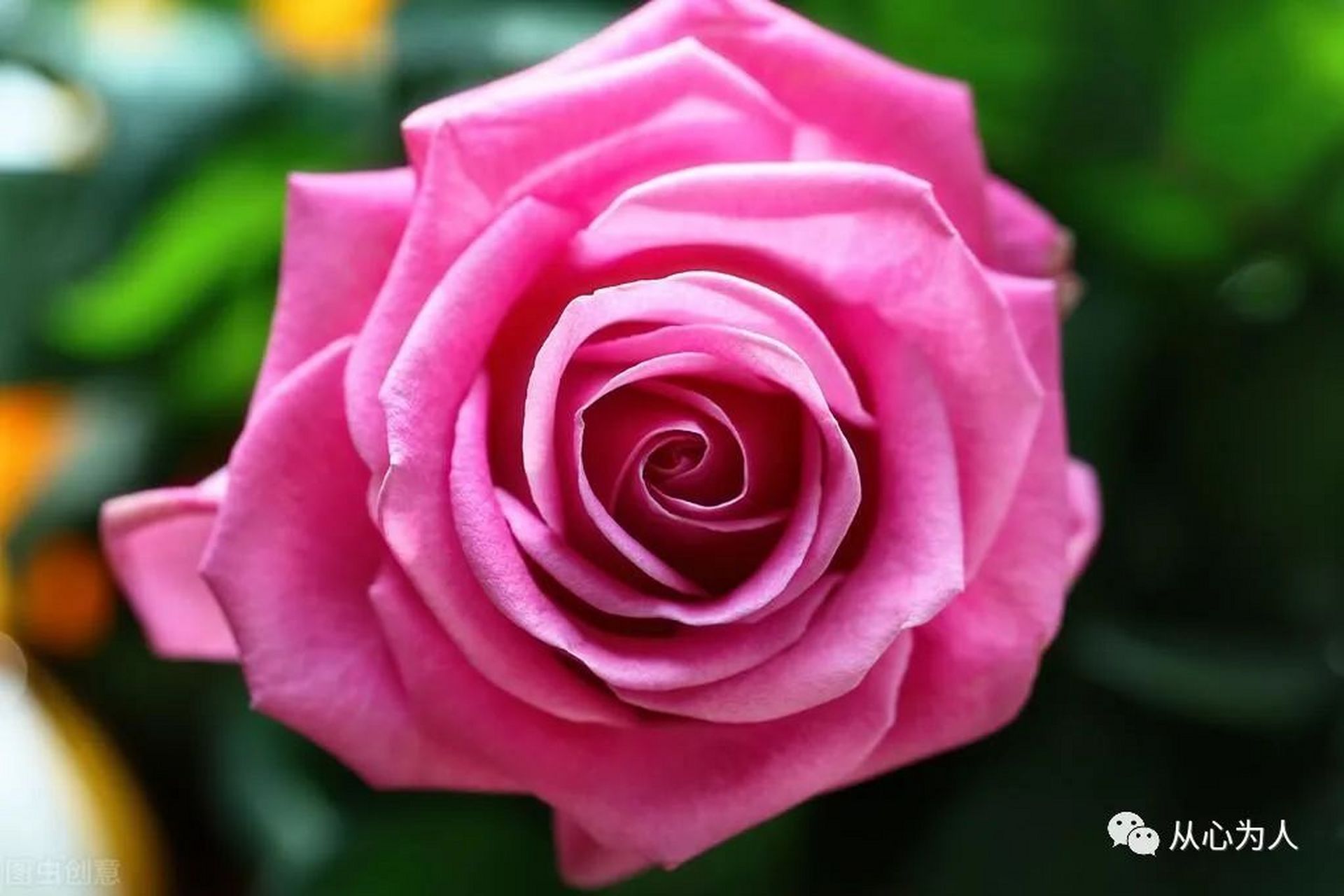 《人性的弱点》是戴尔·卡耐基的处世经典,被译成58种文字,销量达9000