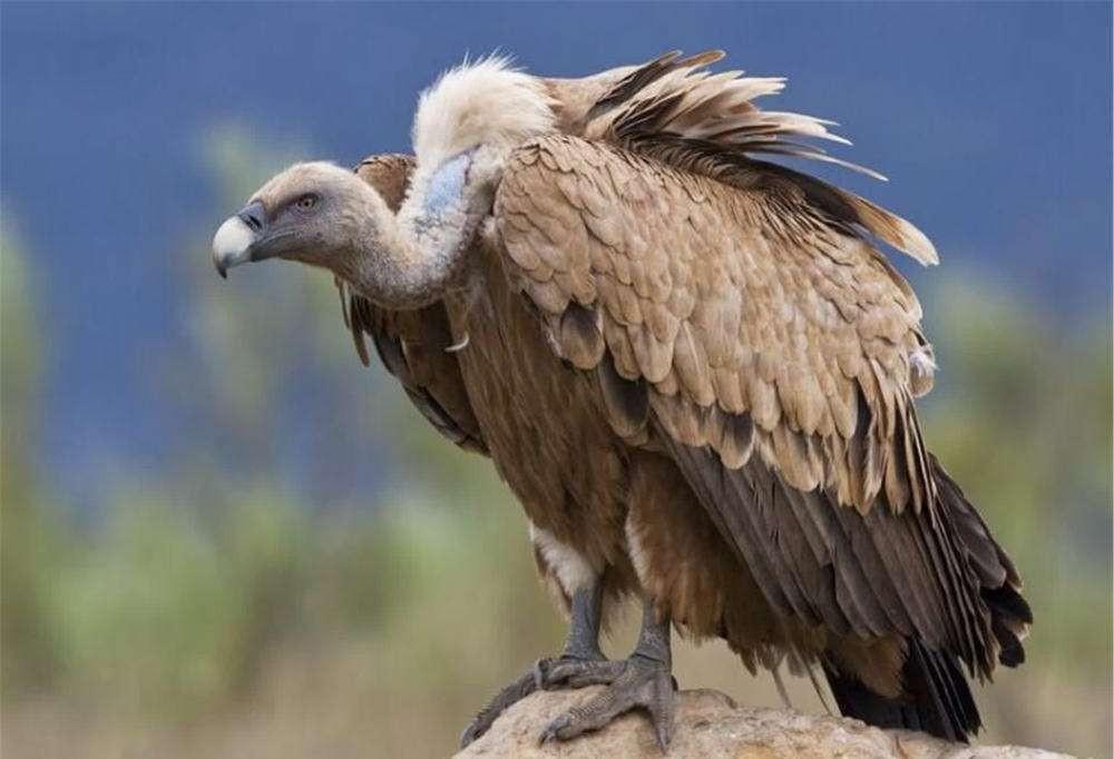 2013年,沈阳野生动物保护协会沈阳猛禽救助中心救助了一只中毒的猛禽.