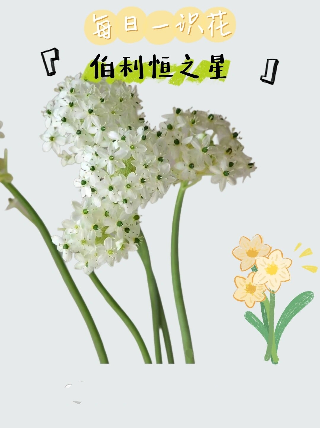 今天我们来聊聊一个特别的花卉