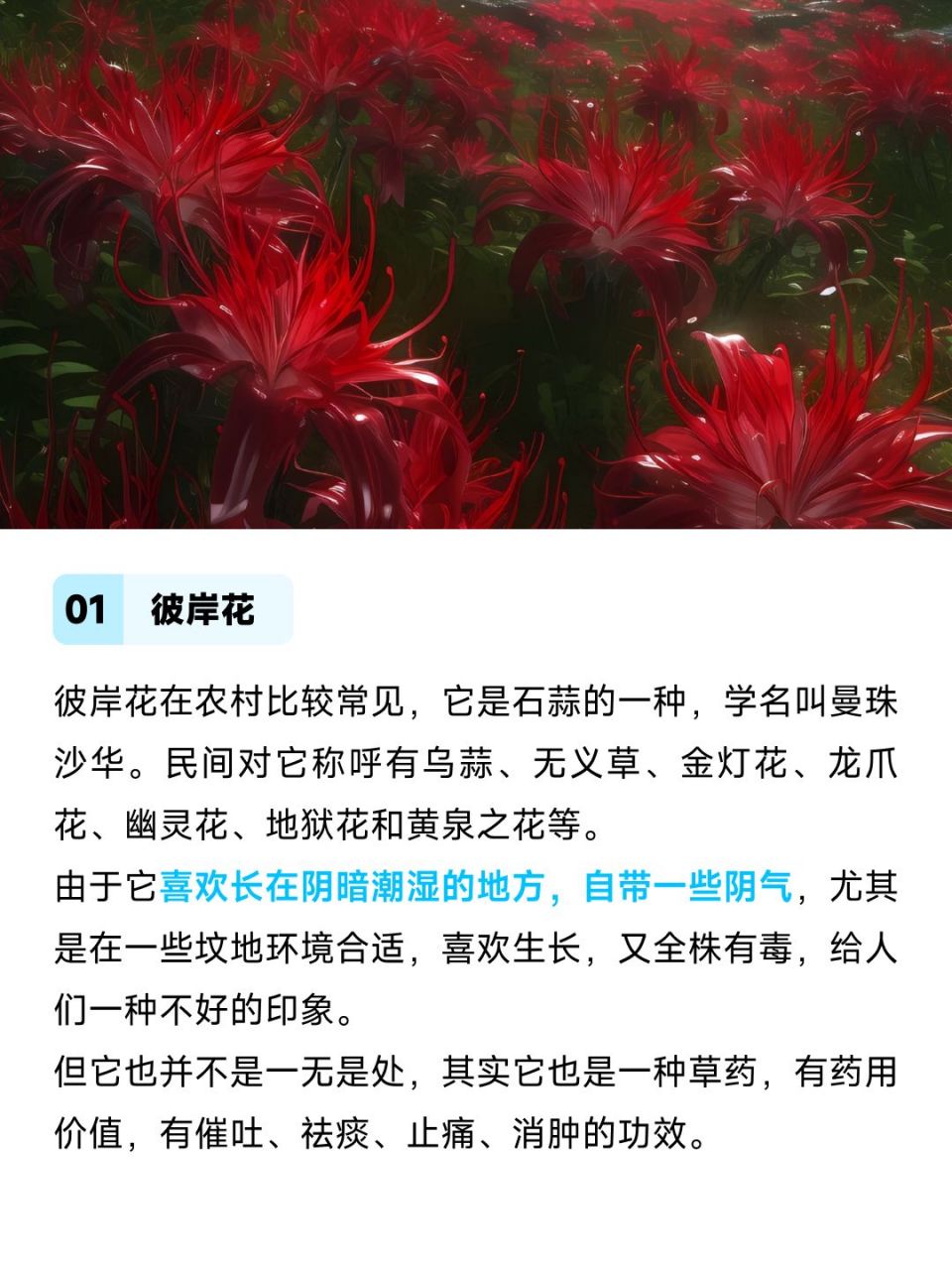 揭秘穿越生死线的瑰丽花卉冥界四花究竟是何方神圣 你们有没有听说过