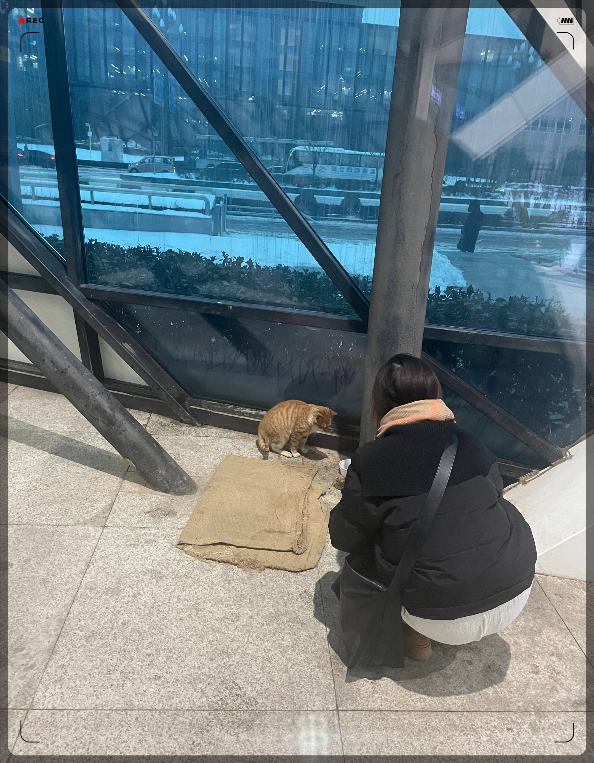 祝你好运 能冬天女生给流浪猫喂食照片冬季投喂流浪猫与人的侧脸照 