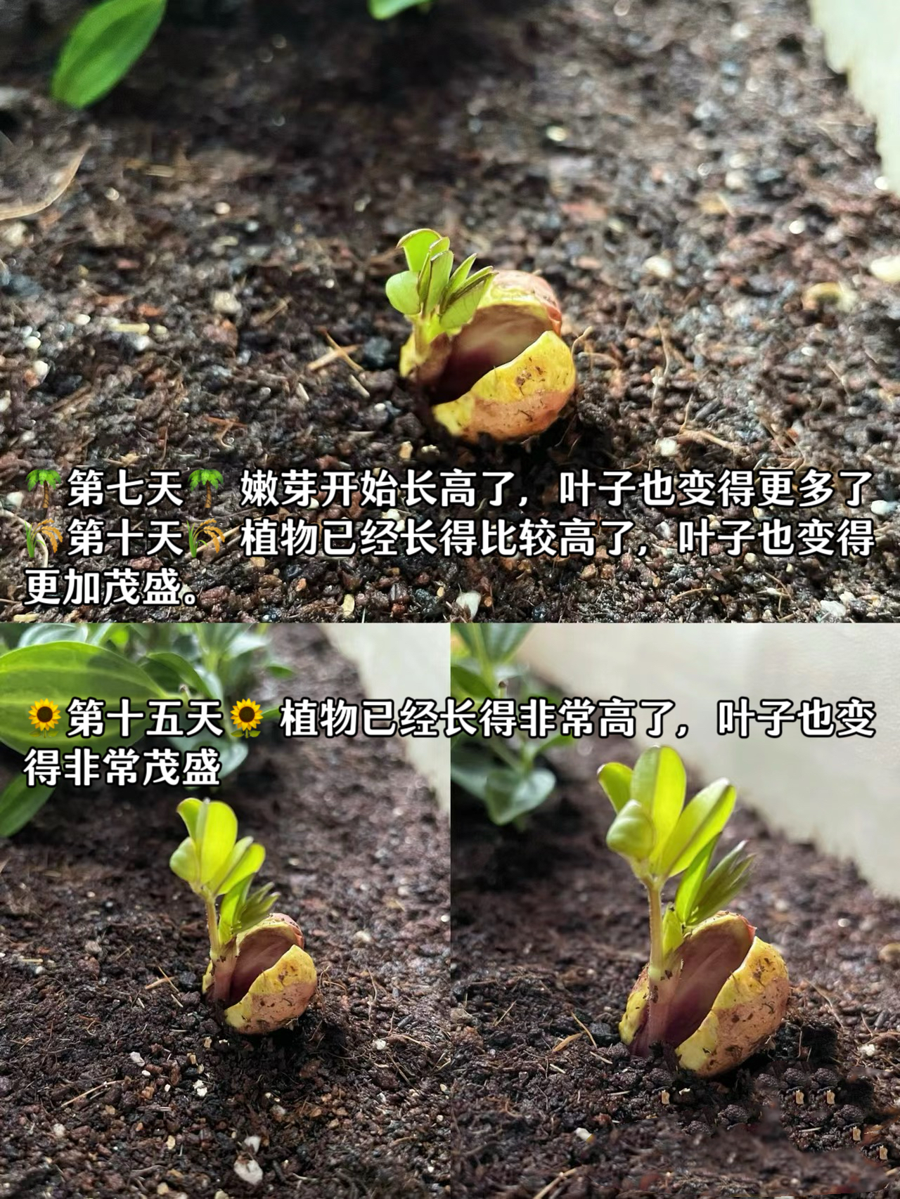 植物生长变化观察记录表内容  @琼琼教育培训的动态