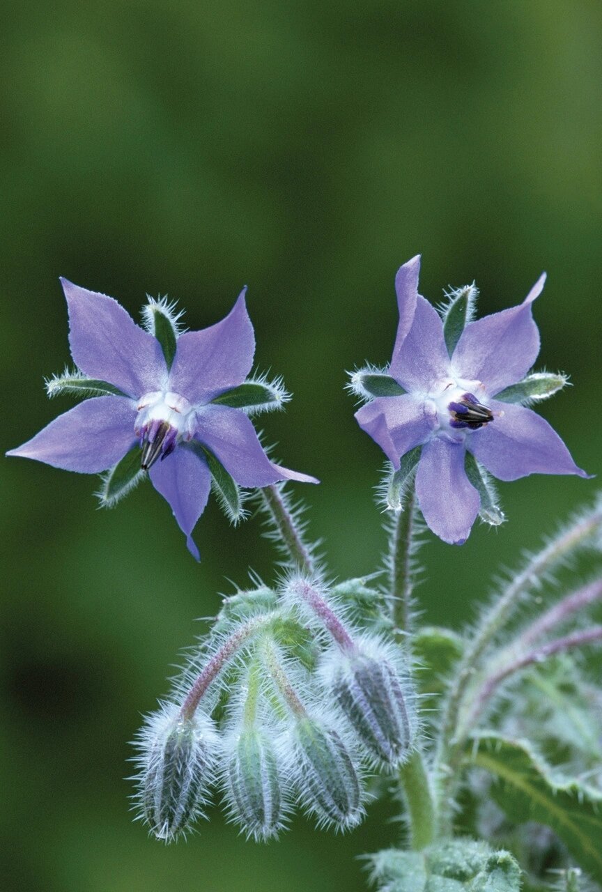 古罗马时代的勇气之花:黄瓜味的琉璃苣940698  在古罗马时代,有