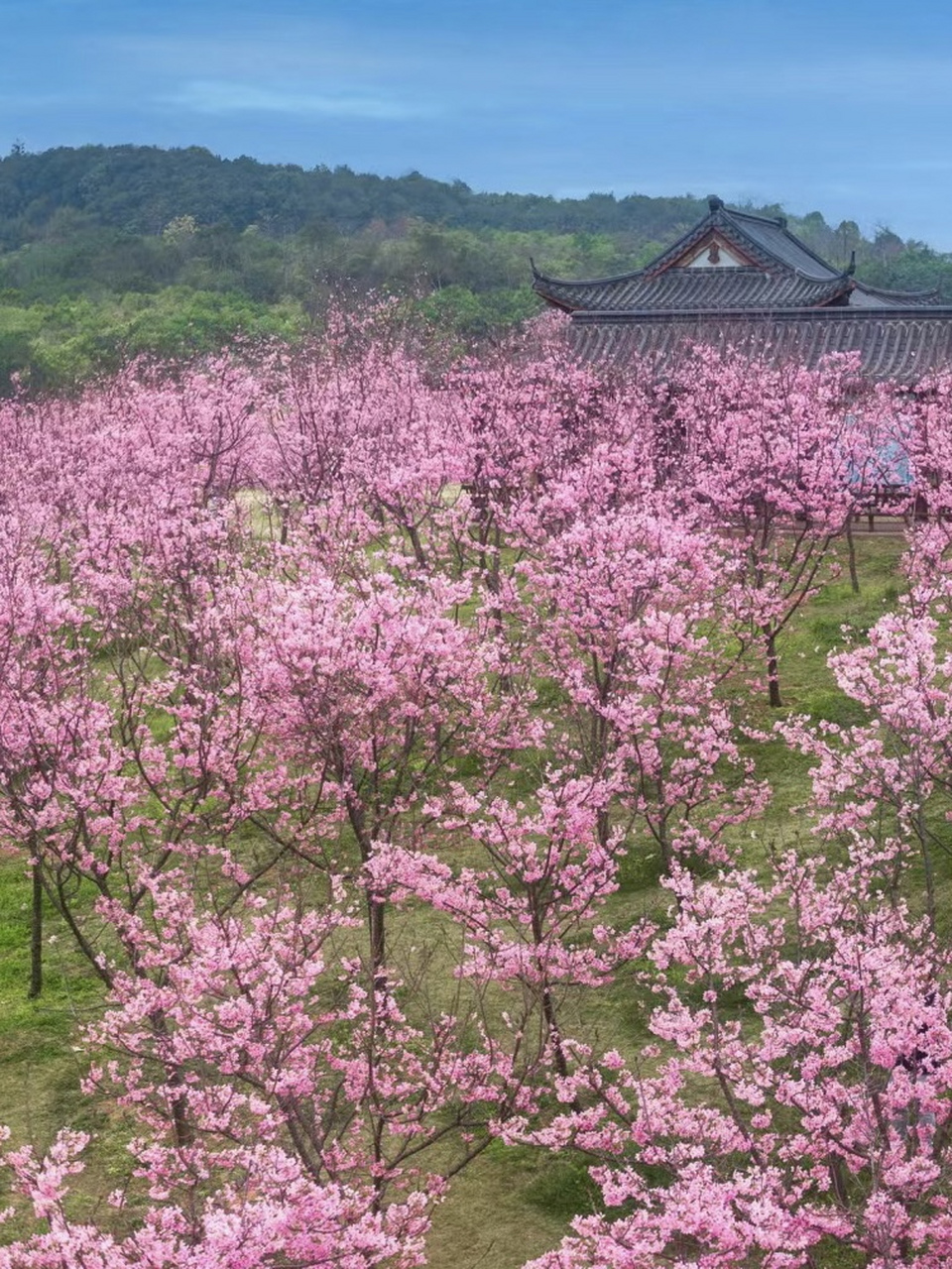 广西樱花谷风景区图片