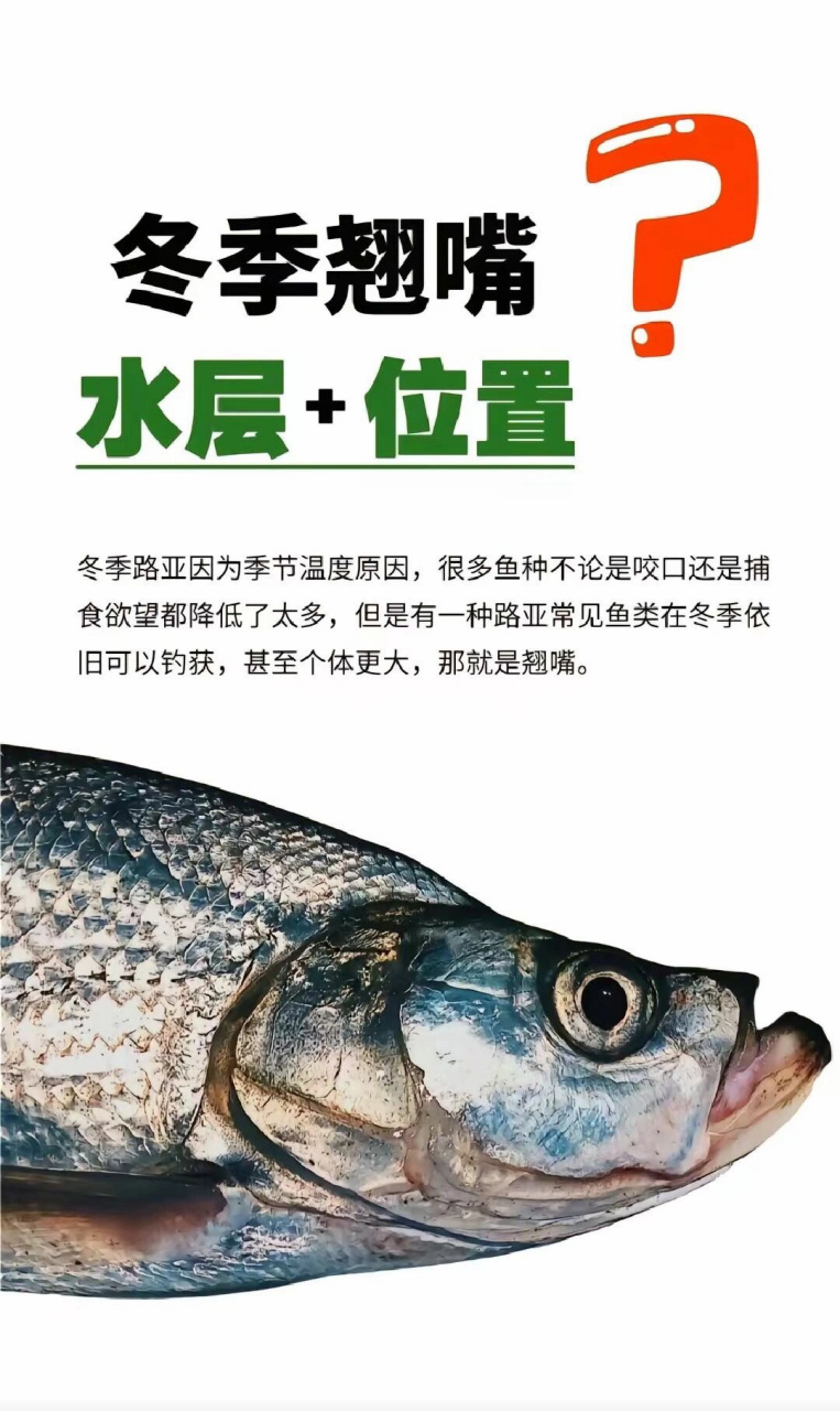 冬天玩翘嘴需要注意的tips,钓鱼91不再难  冬季路亚翘嘴攻略:温度