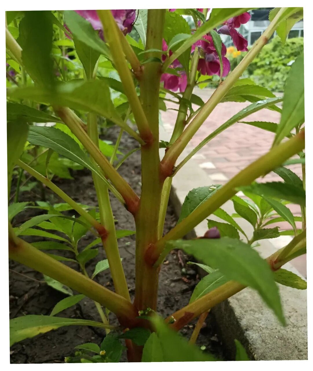 每天认识一种云南中草药|凤仙花  91凤仙花:不仅美丽,更有神奇妙用