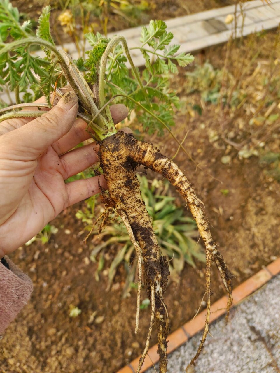 难怪蕾丝花被誉为野胡萝卜花!