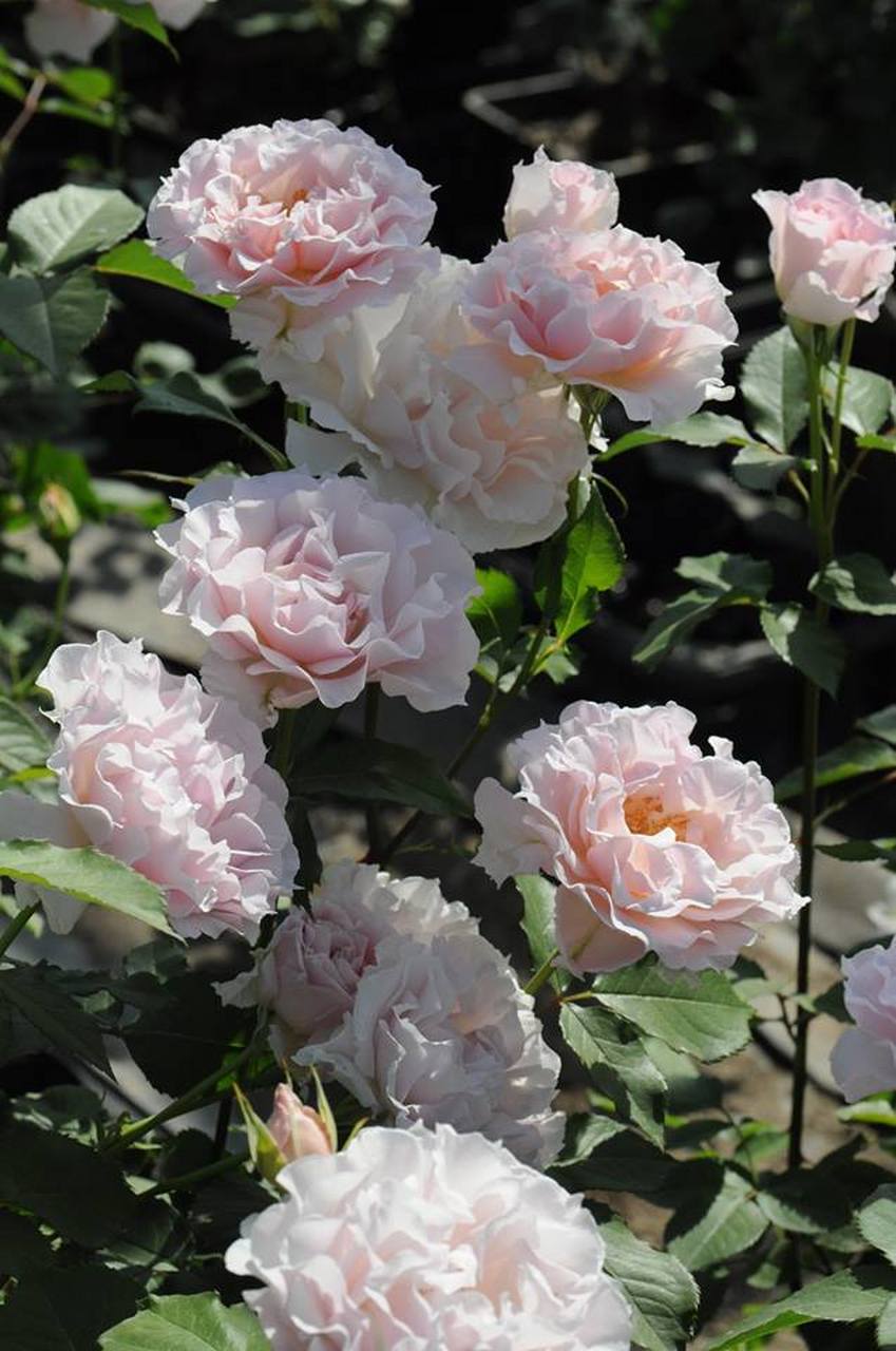 河本月季"新娘",又名花嫁,新婚,小型灌木,株高最多只有90-120厘米