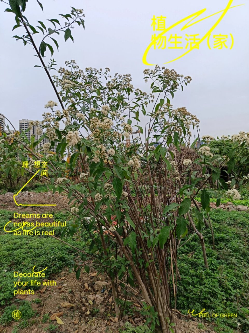 扁桃斑鸠菊,也叫南非叶,一种神奇的抗癌药  你听说过扁桃斑鸠菊吗?