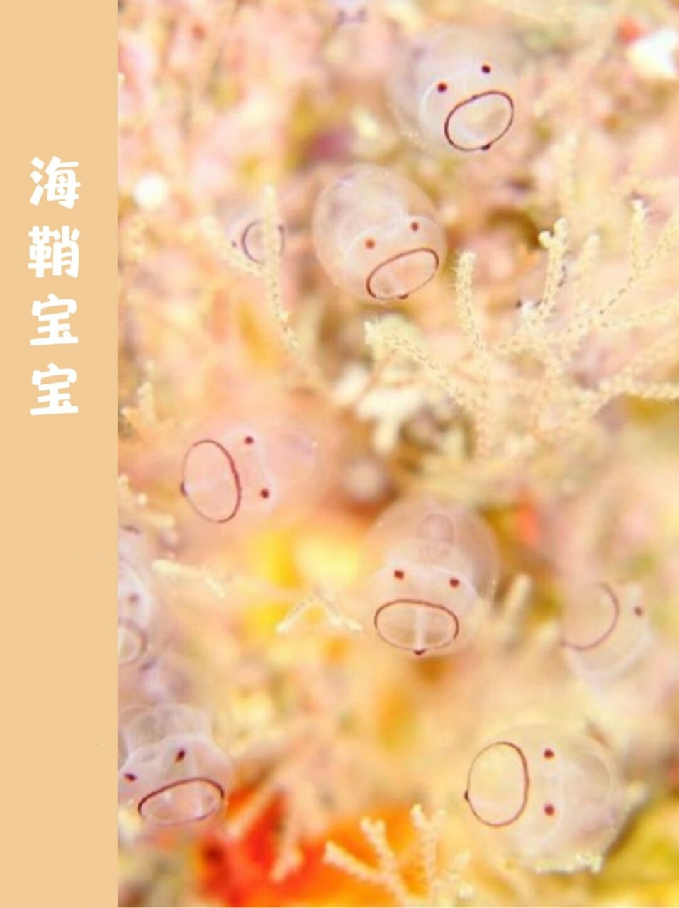 我属于脊索动物门,是尾索动物亚门的代表动物哦.